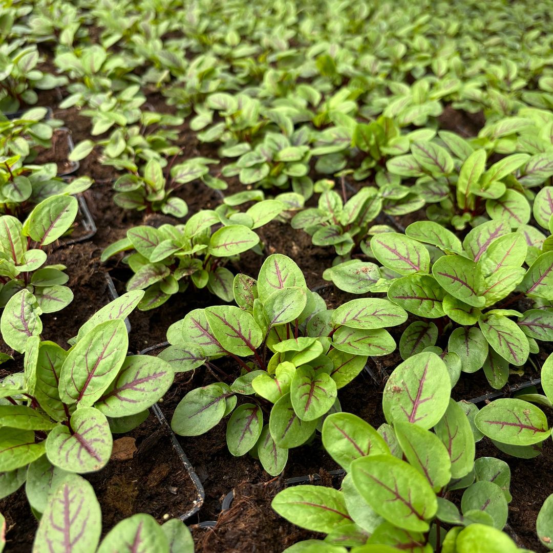 microgreens mikroliście