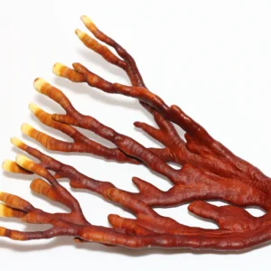 Reishi