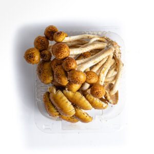 Chestnut (Łuskwiak tłustawy)